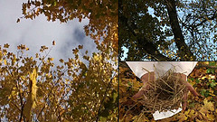 Pesa by Manuela Barile